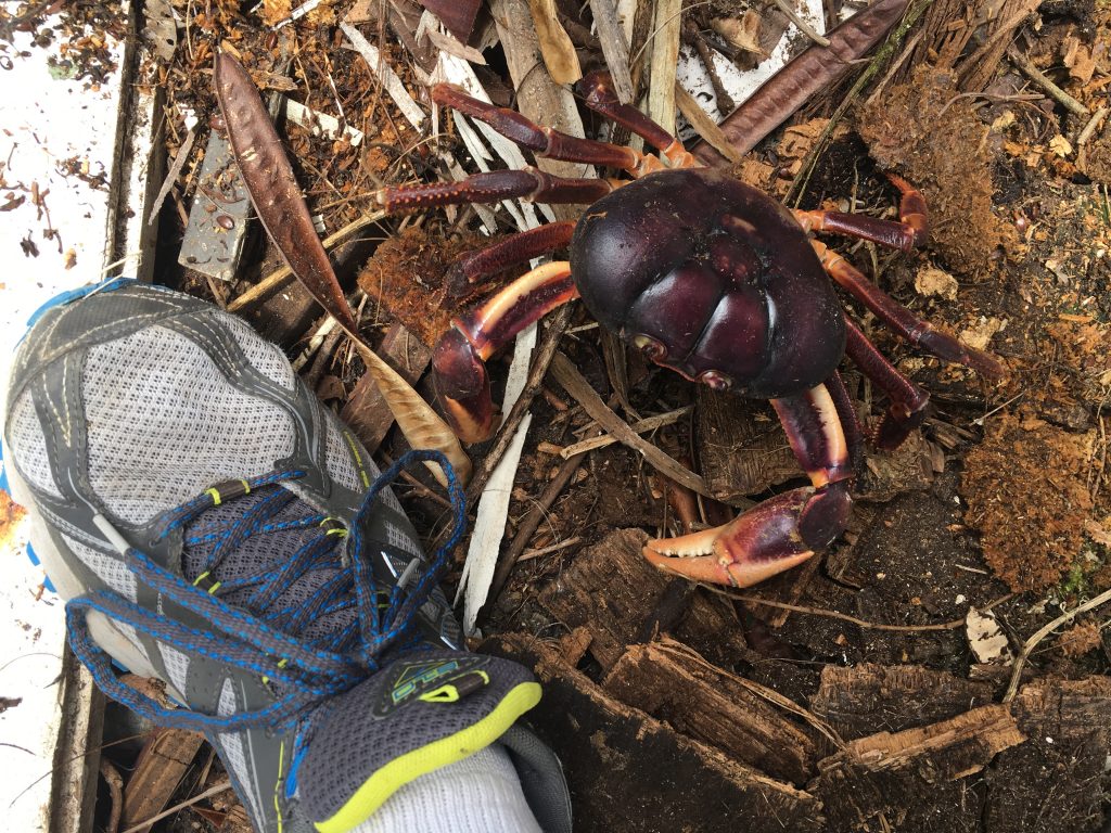 Land Crab in Our Back Yard